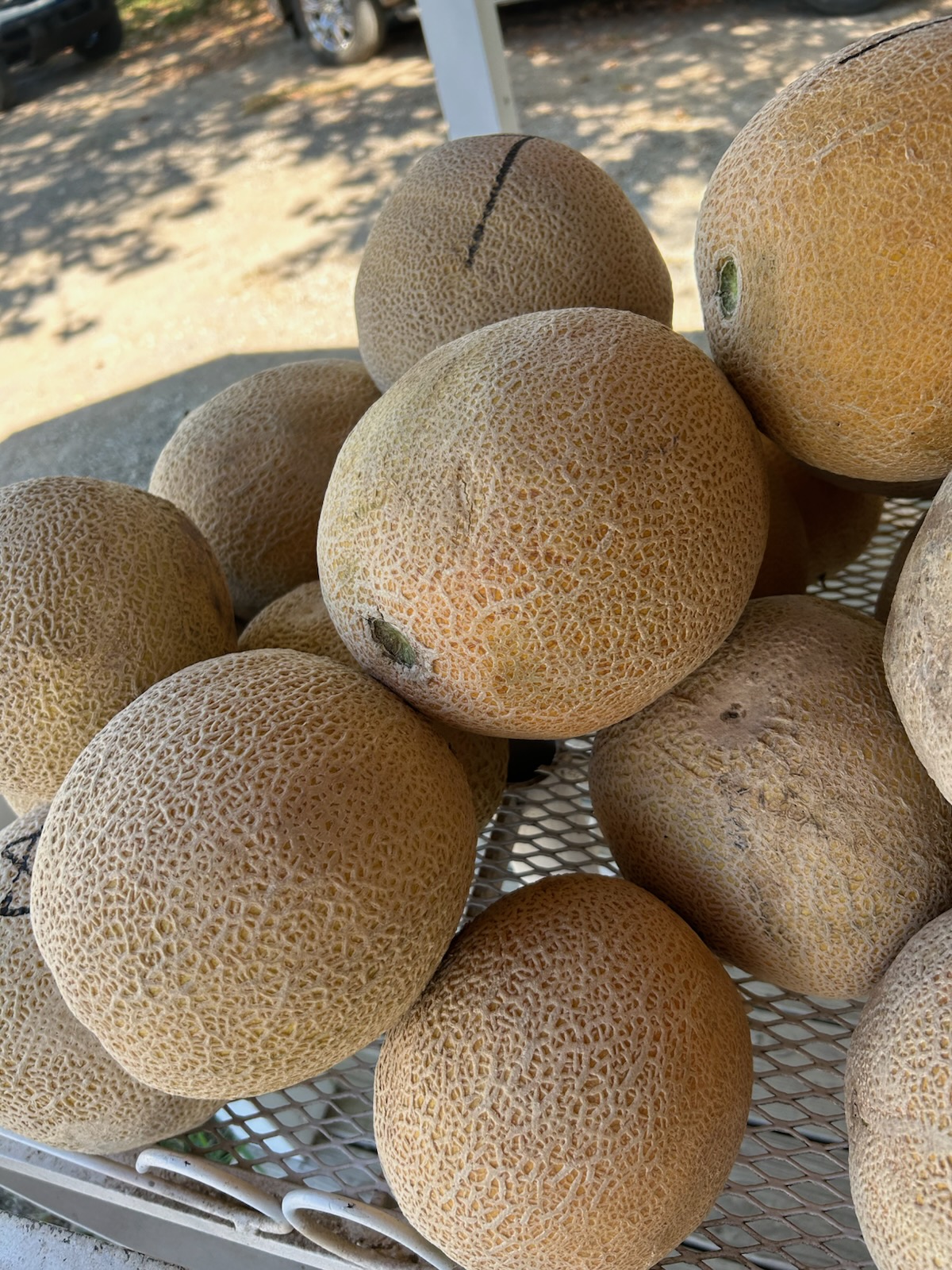 Cantaloupe